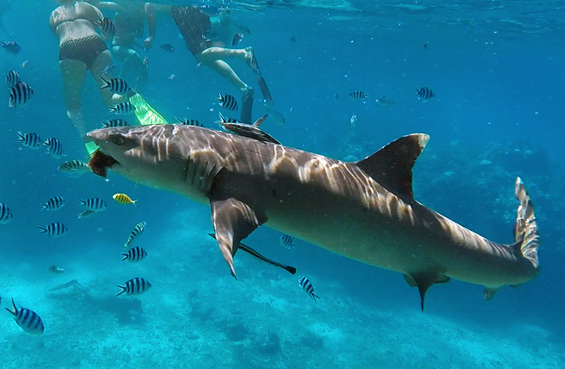 Fiji  : Travel : Photos :  Richard Moore Photography : Photographer : 